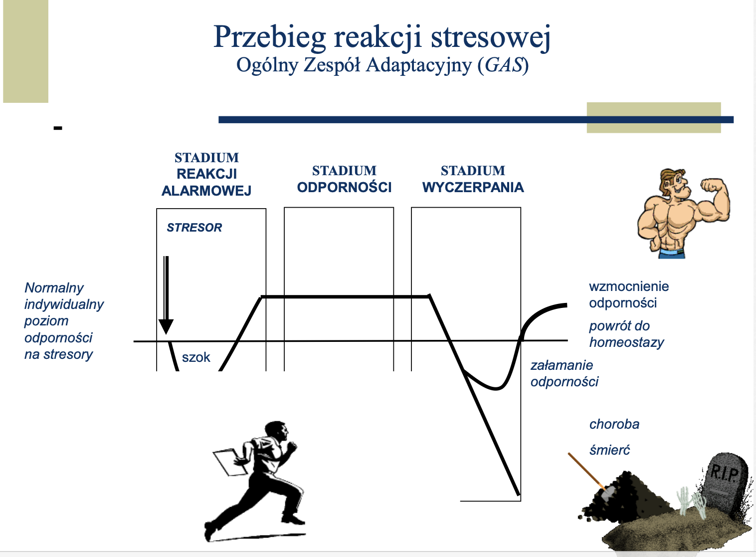 
1. Stadium reakcji alarmowej- przy pojawieniu się stresora normalny indywidualny poziom odporności na stresory spada- szok;
2. Stadium odporności- poziom odporności na stresory wzrasta- mobilizacja;
3. Stadium wyczerpania- poziom odporności spada poniżej przeciętną; 2 dalsze opcje: wzmocnienie odporności (powrót do homeostazy) / załamanie odporności (choroba, śmierć)
