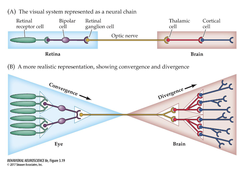 <p>convergence: neuronal connections in which many cells send signals to a single cell</p><ul><li><p>range fractionation: information from receptors of different sensitivities is sent to one cell and integrated to code for the intensity of a stimulus</p></li></ul><p>divergence: one cell sends signals to many other cells</p><ul><li><p>allows for an impulse to be amplified in order to produce a response over a widespread area</p></li></ul>