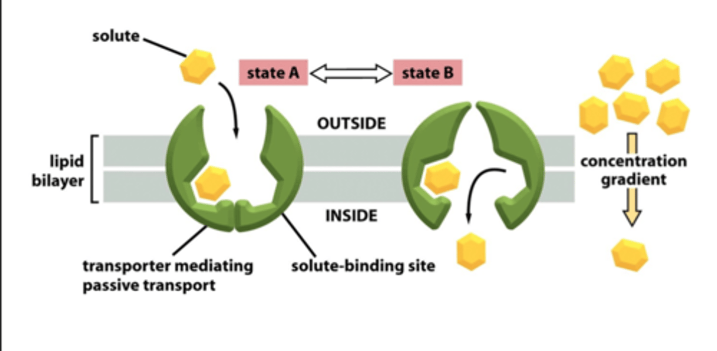 <p>An alteration of the structure of the protein that impacts that protein's function</p>