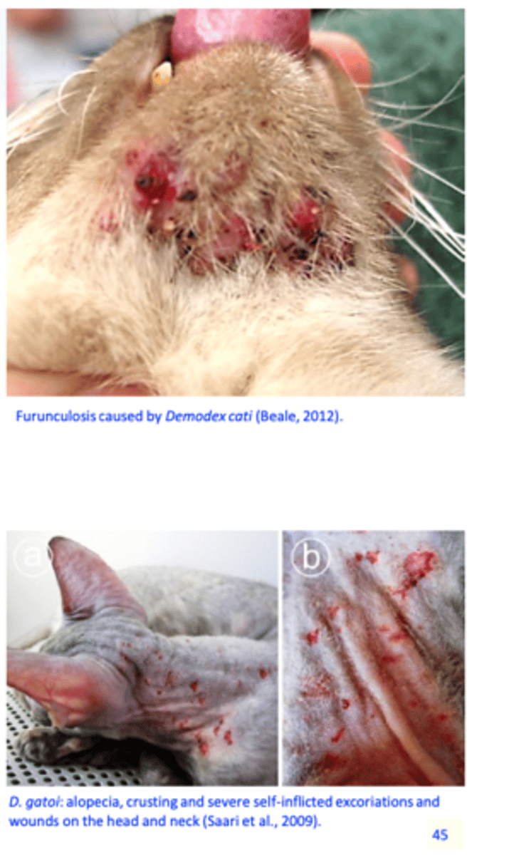 <p>Demodex cati</p><p>Demodex gatoi</p>