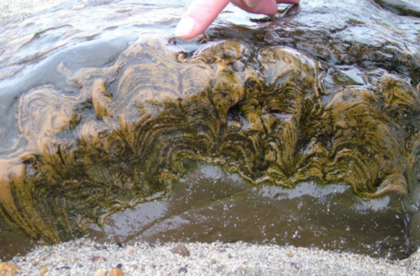 <p>layered rocks that form when biofilms bind thin films of sediment together</p>