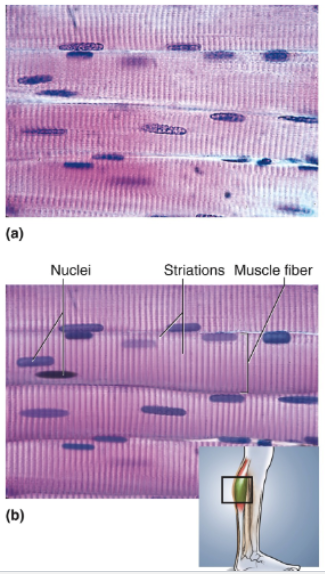 <p>Long, threadlike, unbranched cells (fibers), relatively parallel in longitudinal tissue sections; striations; multiple nuclei per cell, near plasma membrane</p>