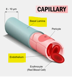 <p>Endothelium and basal lamina</p>