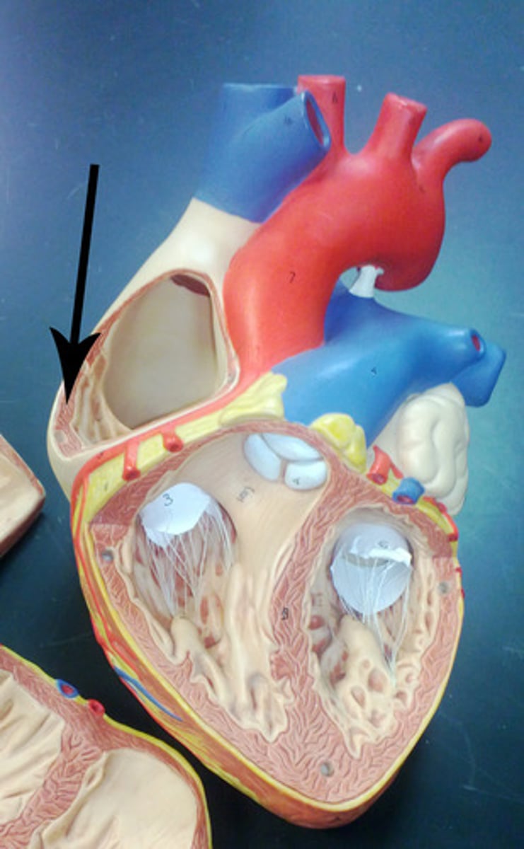 <p>has ridges that allow blood to swirl and prevent clotting</p>