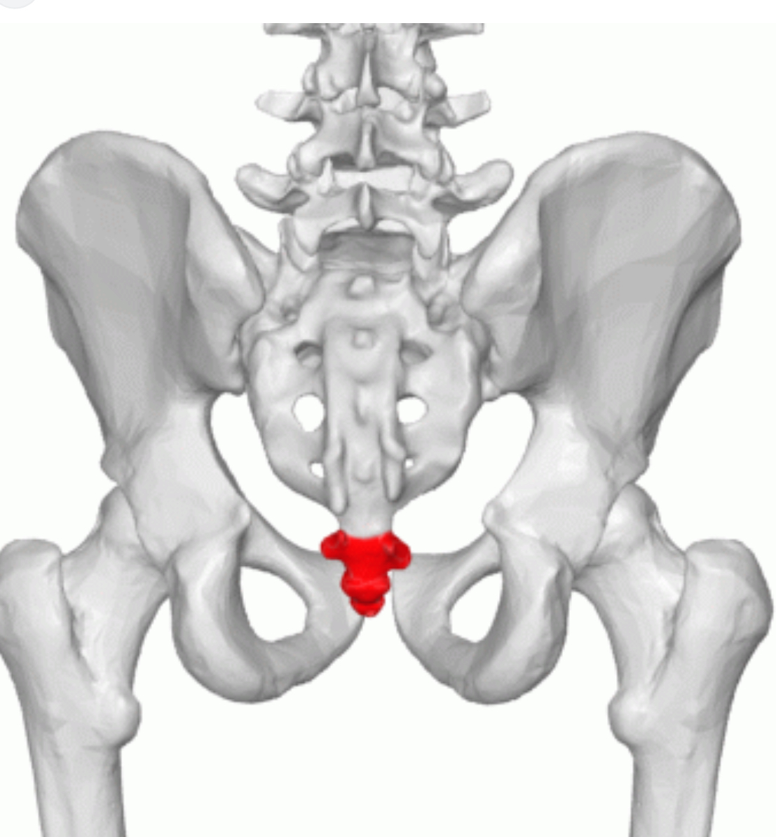 <p>Coccyx </p>