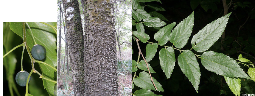 <p>Family<br>Genus<br>Species<br>Common Name</p>