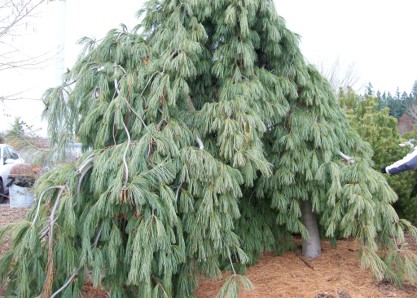<p>Pinus strobus…</p>