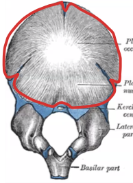 <p>Muy convexa por fuera y cóncava por dentro. Parte del hueso occipital del recién nacido.</p>