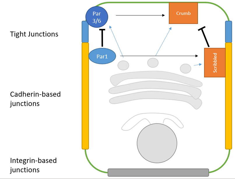 
1. **tight junctions** form
2. **Par3/6** binds to tight junctions

   
   1. **Par1** binds to cadherin junctions and **restricts Par3/6** to apical region
3. Par3/6 recruits **Crumb**

   
   1. Par1 recruits **Scribbled** 
   2. Scribbled **restricts Crumb** to apical region
4. The Par3/6, Scribbled and Crumb **complexes** then help designate the **destinations for vesicles** coming from the Golgi

   
   1. positive feedback loop