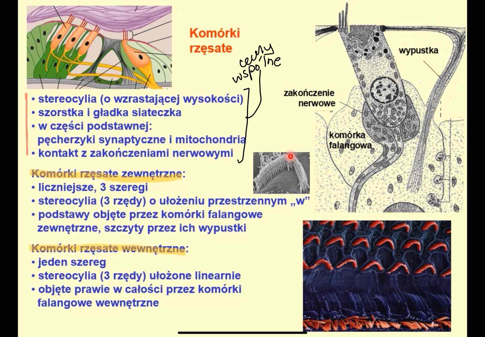 <ul><li><p>stereocylia o wzrastającej wysokości</p></li><li><p>RER i SER</p></li><li><p>w cz. podstawnej: pęcherzyki synaptyczne i mitochondria</p></li><li><p>kontakt z zakończeniami nerwowymi</p></li></ul>