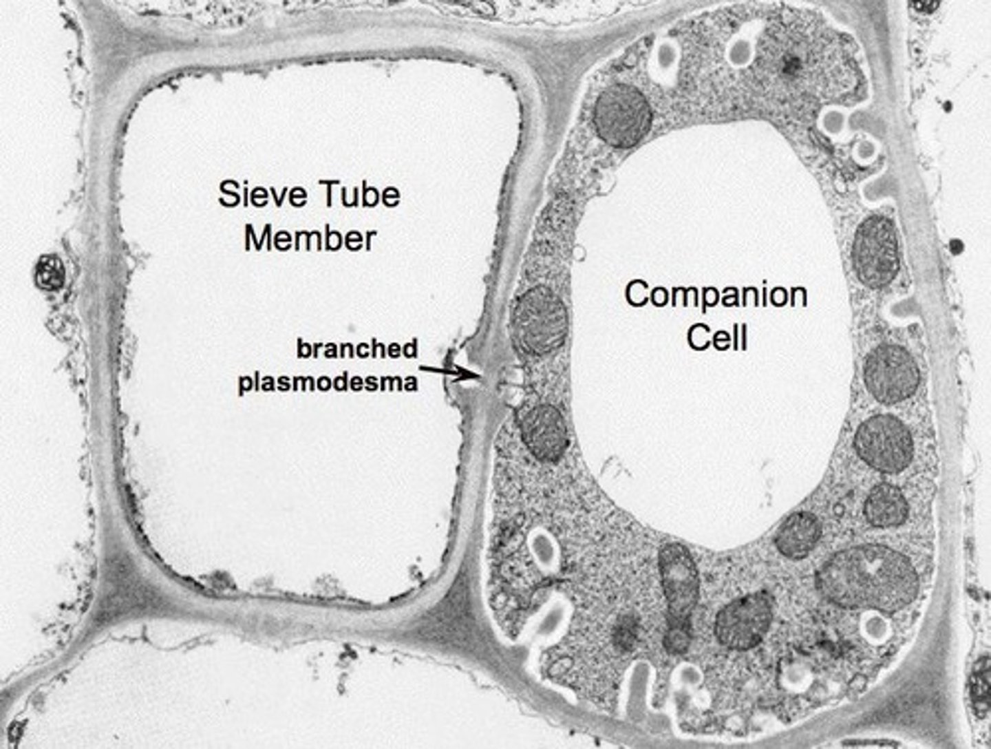 <p>Sieve elements and companion cells.</p>