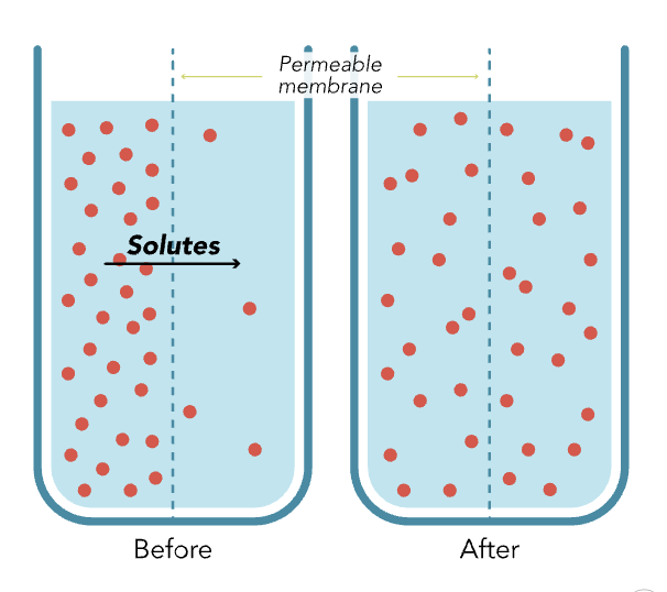 <p>Movement of solutes from an area of greater concentration to an area of lesser concentration.</p>