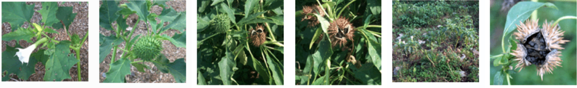 <p>Tropane alkaloids (atropine signs)</p>