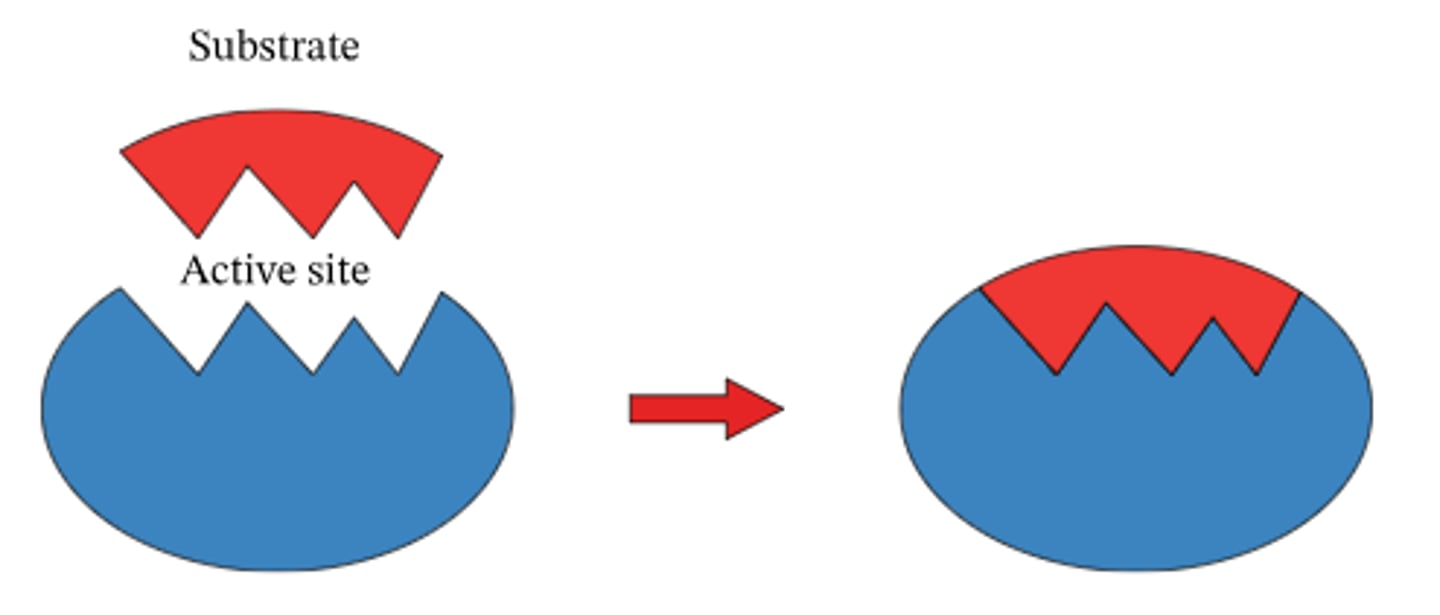 <p>A specialized protein that catalyzes (speeds up) the chemical reactions of a cell.</p>