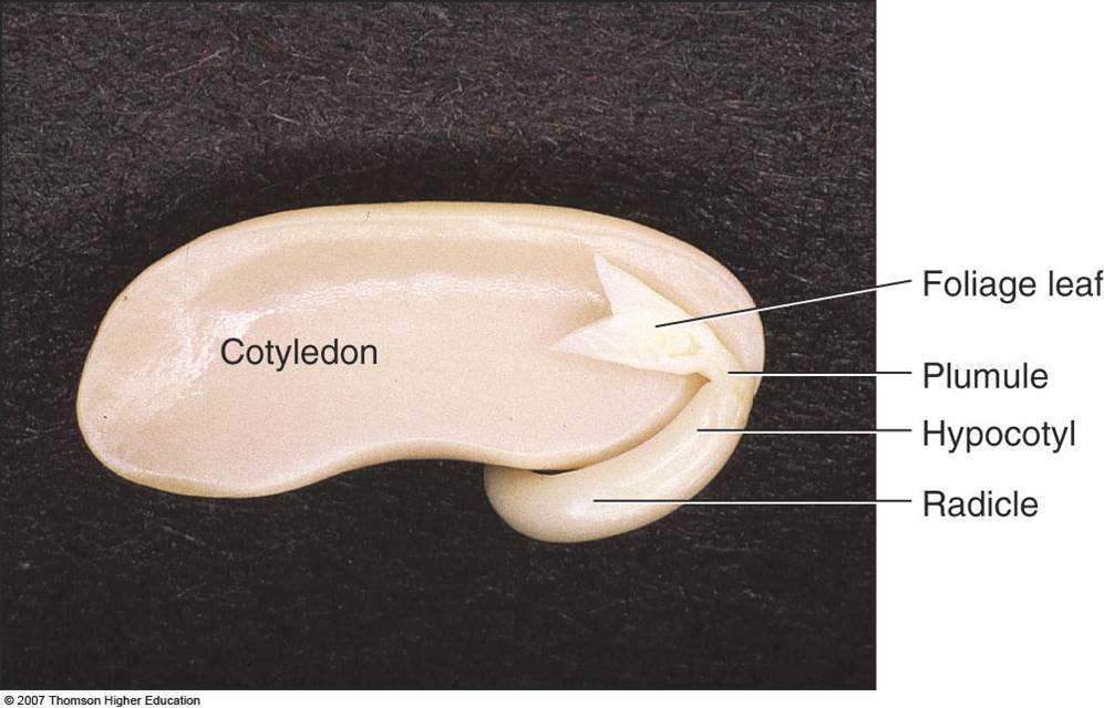 <ol><li><p>Cotyledon</p></li><li><p>Foliage leaf</p></li><li><p>Plumule</p></li><li><p>Hypocotyl</p></li><li><p>Radicle</p></li></ol>