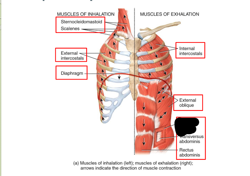 <p>What <strong>Respiratory</strong> <strong>Muscle?</strong></p>