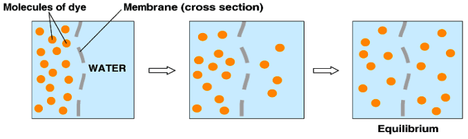 <p>Movement of small substances directly across membrane from <strong><span style="color: red">HIGH</span></strong> concentration to <strong><span style="color: blue">LOW</span></strong> concentration until equilibrium reached</p><p><strong><span style="color: purple">No energy needed</span></strong></p><p>Small and non-polar molecules (e.g. O2, CO2, glycerol)</p><h2 collapsed="false"><img src="https://knowt-user-attachments.s3.amazonaws.com/73e8ee1a-e5b3-4831-a8ec-ecb8359ad168.jpeg"></h2>