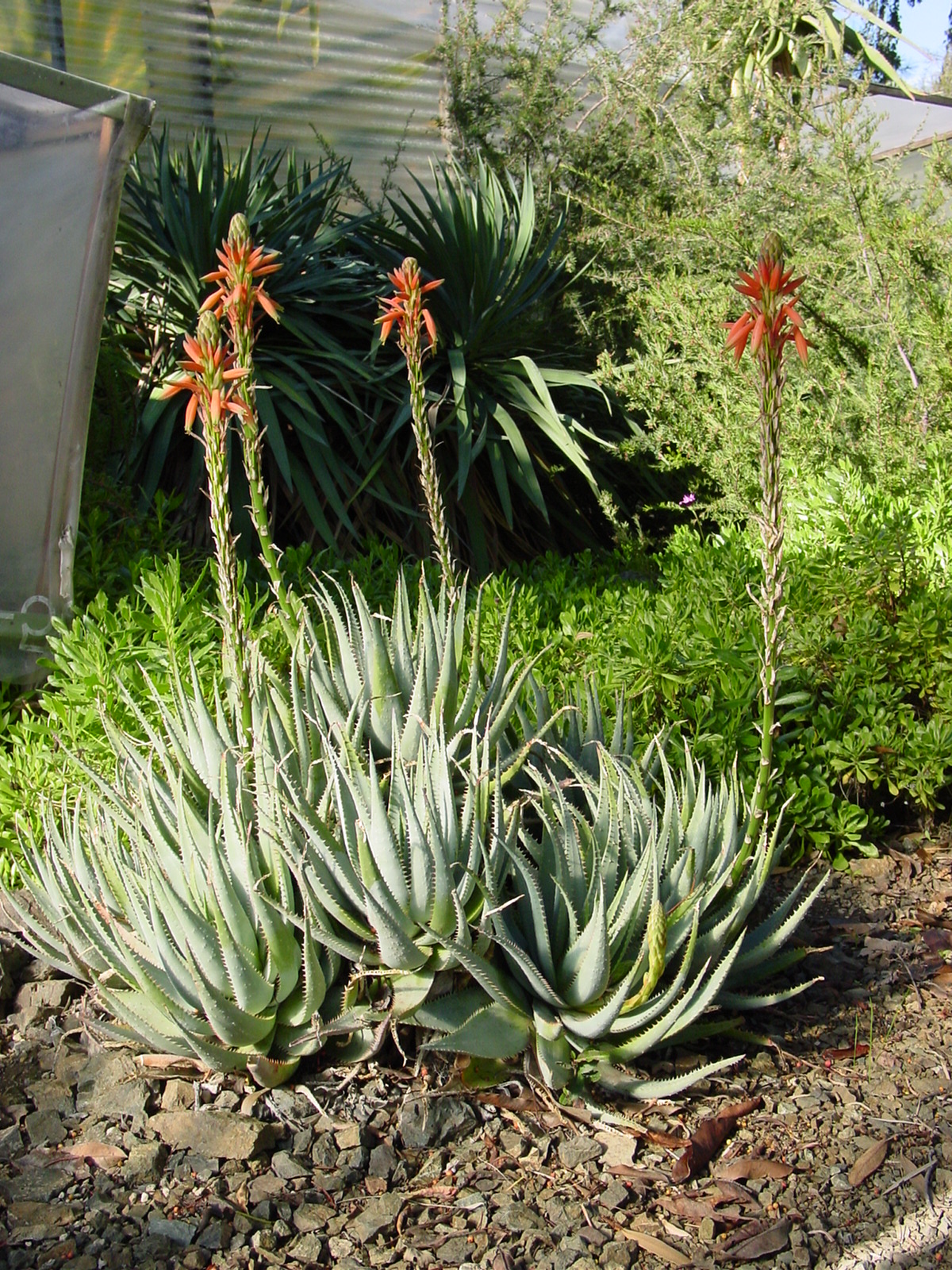 <p>glauca</p>