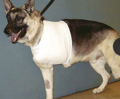 <p><span style="background-color: transparent;"><strong>Velpeau Sling</strong></span></p>