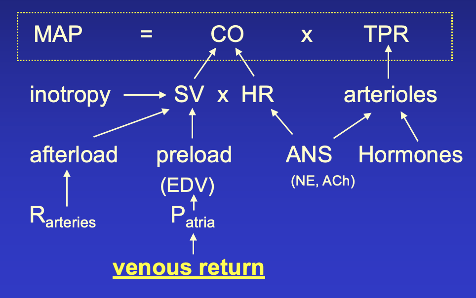 maintain mean arterial pressure 