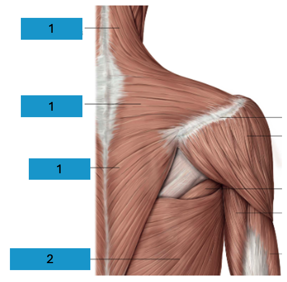 <p>Oppervlakkige dorsale schoudergordelspieren</p>