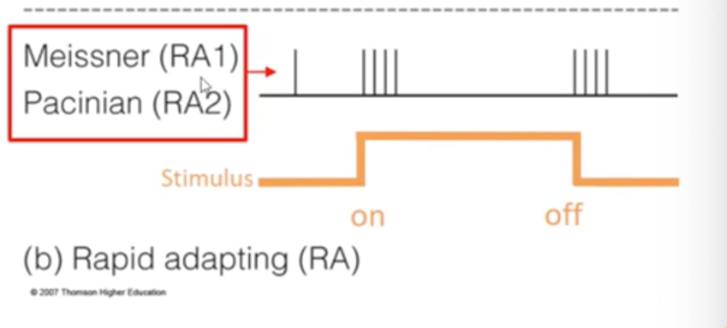 <p>found in bottom layer of upper skin (Meissner) &amp; bottom layer of deeper skin (Pacinian)<br>- fire ON/OFF of stimulus; tells us when it starts/stops<br>- ex: when you put clothes on you are initially aware, after that you are not hyperaware of wearing a shirt --&gt; fire again when you take clothes off</p>