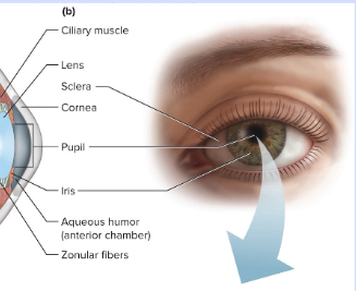 <p>Iris</p>