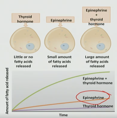<p>1, 2 (adipose tissue needs to be (pre-treat) exposed to thyroid before responding to EPI</p>