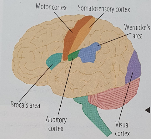 <p>the idea that certain functions are localised to certain areas of the brain</p>