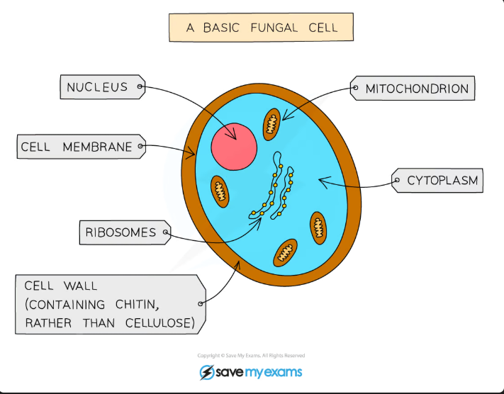 <p>Main features of fungi:</p><ul><li><p><strong>Usually multicellular</strong>, but some are <strong>single-celled</strong></p></li><li><p><strong>They contain a nucleus</strong></p></li><li><p>They have <strong>Cell walls</strong> made of <strong>Chitin</strong></p></li><li><p>They store carbohydrates as <strong>glycogen</strong></p></li></ul><p></p>