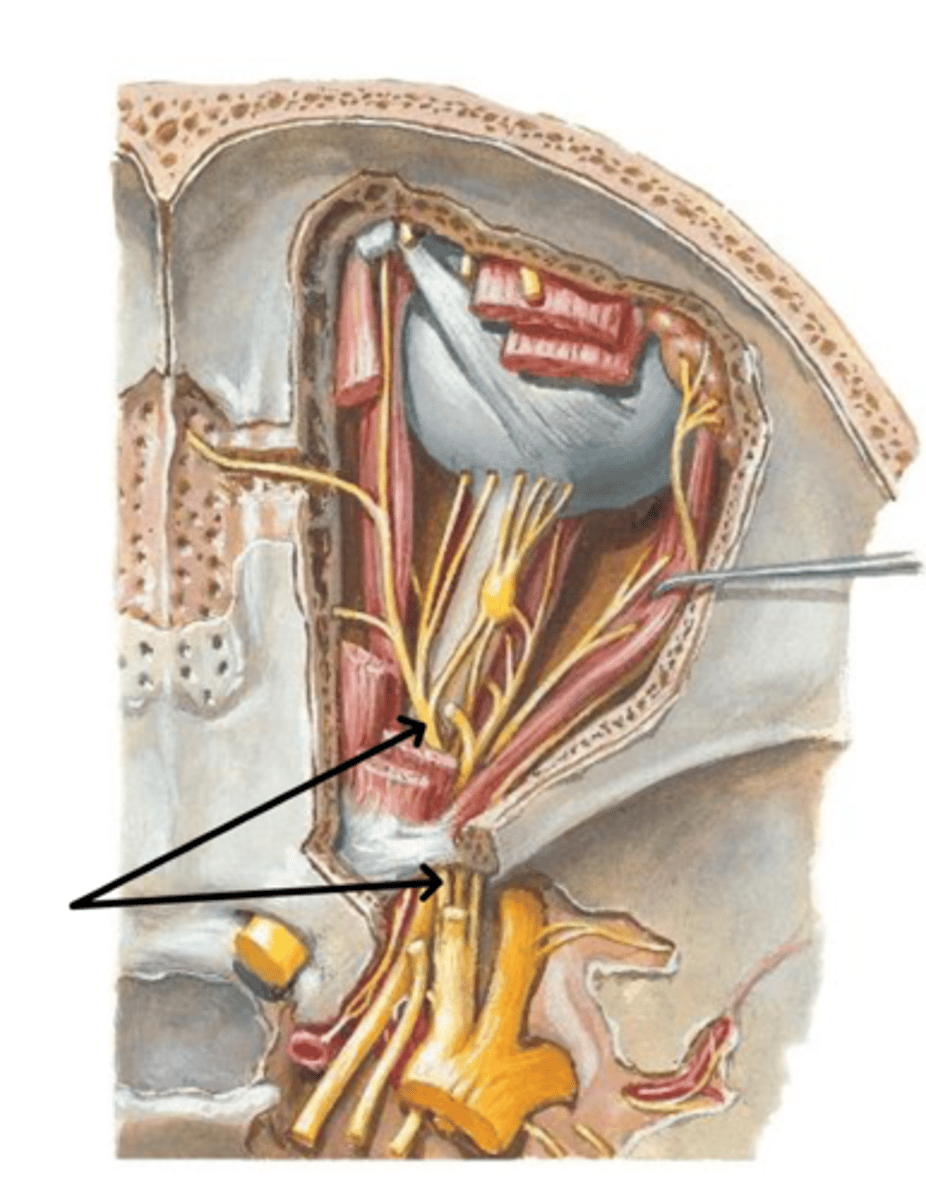 <p>What is this structure?</p>