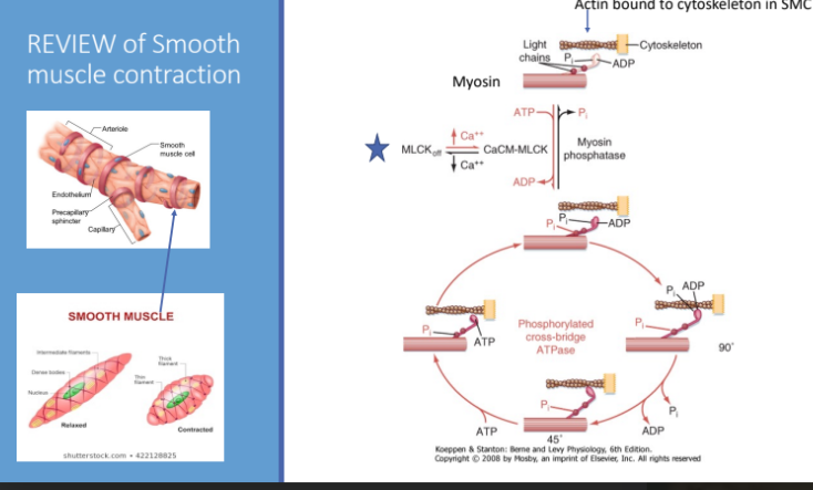 <p>actin bound to cytoskeleton in SMC</p>
