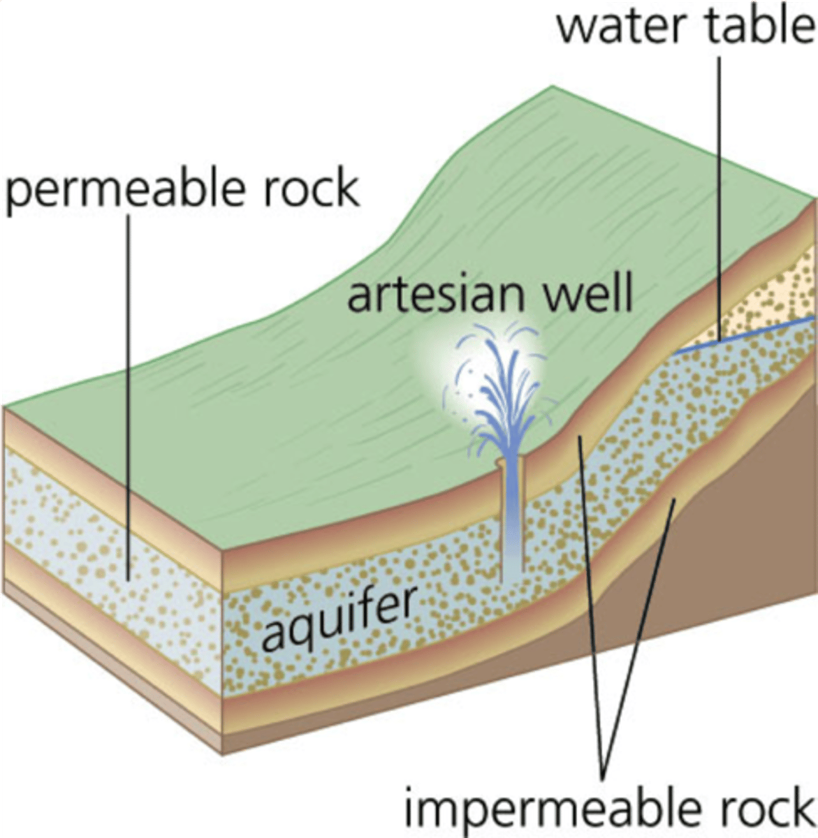 <p>a well created by drilling a hole into a confined aquifer; water naturally rises because of pressure within the aquifer</p>