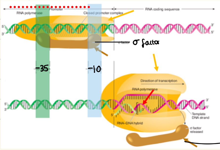 <ul><li><p>sigma (o) factor binds at the -35 and -10 promoter regions</p></li><li><p>Allows RNA polymerase to bind, then change conformation (opens)</p></li><li><p>DNA strand is opened, DNA-RNA hybrid forms and (o) factors dissociates</p></li></ul><p></p>