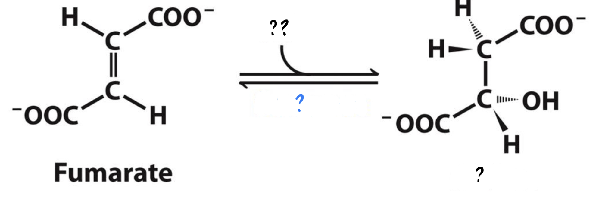 <ul><li><p>Addition of a water molecule rearranges bonds in the substrate.</p></li></ul>