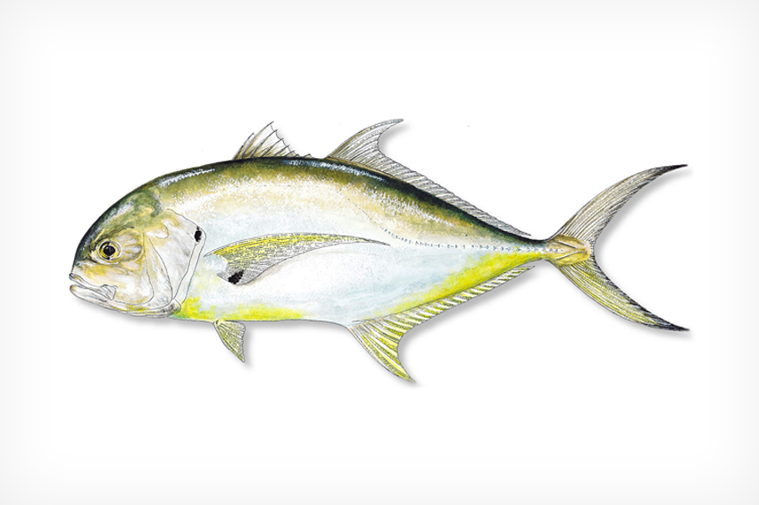 <p>Carangidae</p>