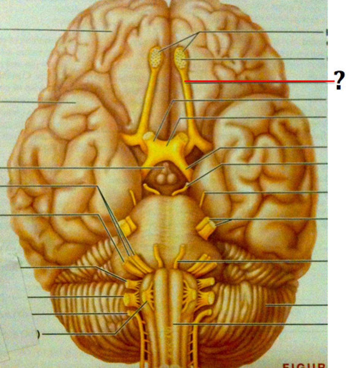 <p>Pathway that carries smell signals to the brain.</p>