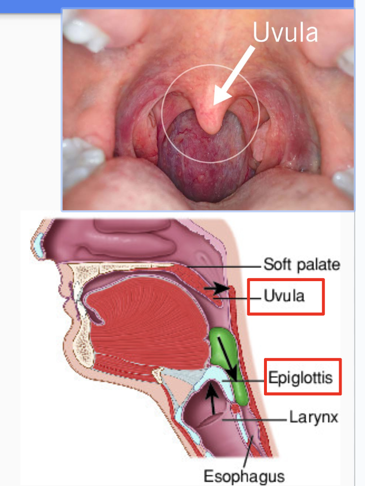 <ul><li><p>The <strong>uvula</strong> is a small muscle that covers the nasal cavity when swallowing food</p></li><li><p>The <strong>epiglottis</strong> is a flap that covers the opening of the trachea when swallowing, prevents choking while eating</p><p></p></li></ul>