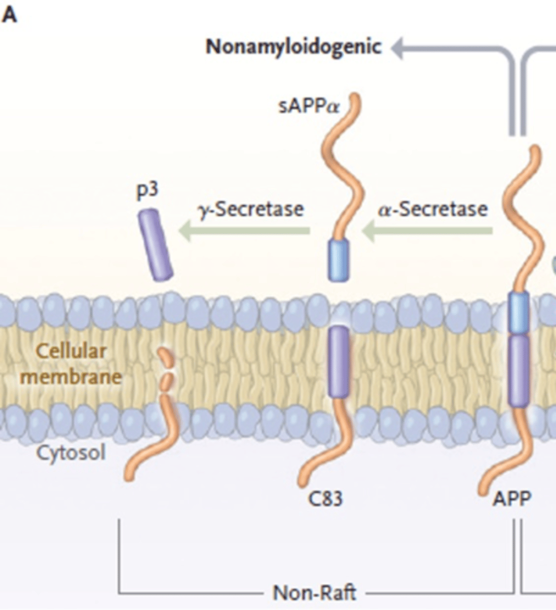 <p>a-secretase produces C83</p><p>y-secretase produces p3</p>