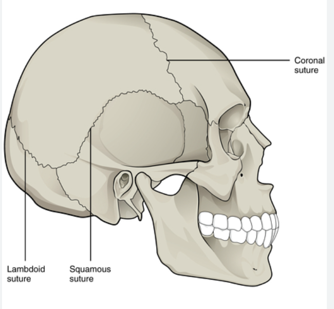 connected to the frontal bone  