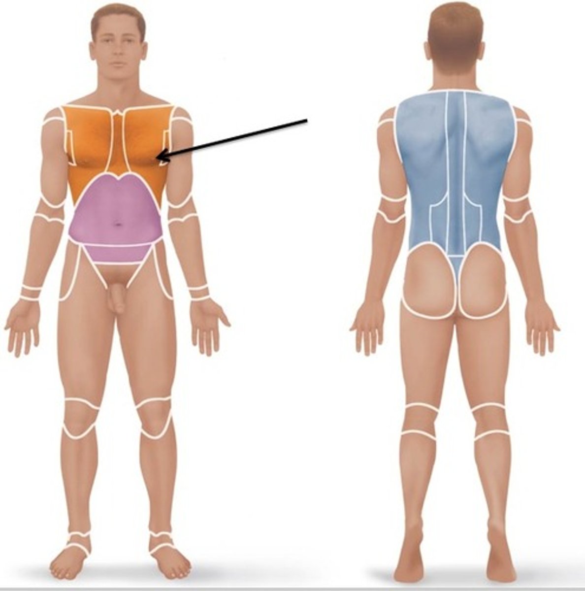 <p>breast region</p>