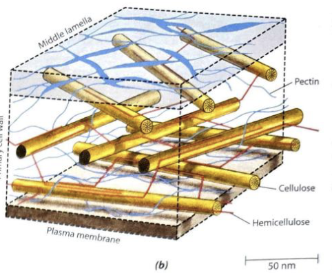 <p>Cell wall</p>