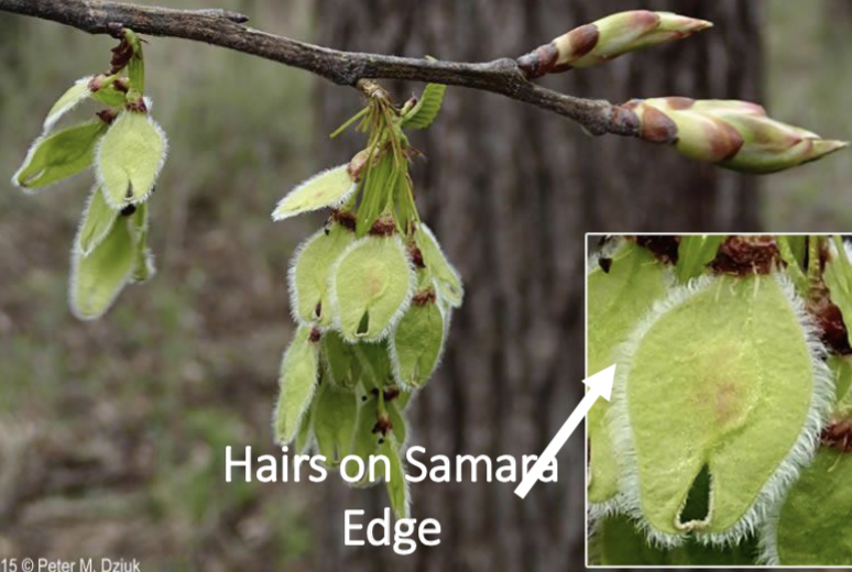 <p>samara, disc-shaped, edge with fringed hairs</p>