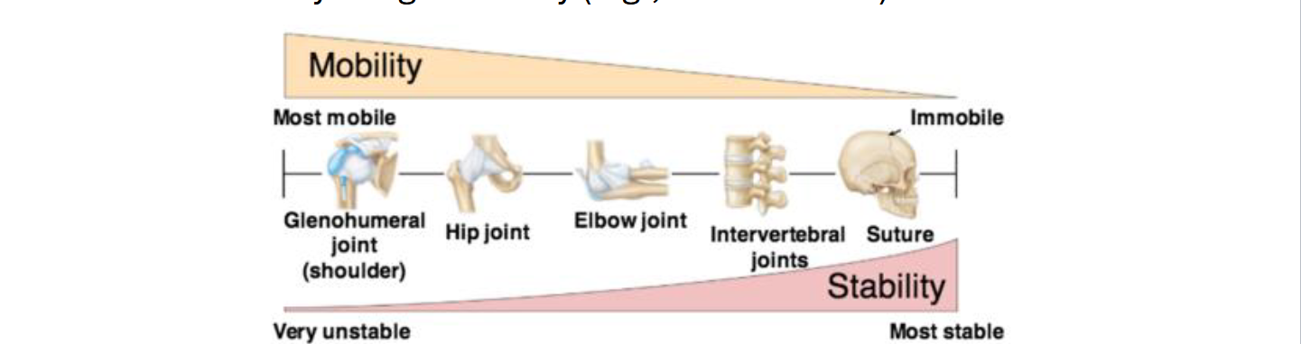 <p>A Joint (articulation) = where two or more bones meet</p><p><strong>Functions: allow movement and provide stability</strong></p><p><strong>Mobility vs Stability tradeoff:</strong></p><ul><li><p><strong>High mobility → low stability (ex: Shoulder)</strong></p></li><li><p><strong>Low Mobility: high stability (ex: Skull sutures)</strong></p></li></ul><p></p>