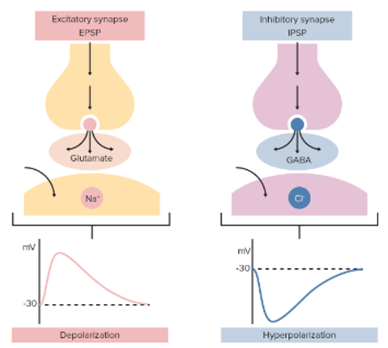 <p>- Excitatory postsynaptic potentials (EPSP): leads to depolarisation and a subsequent propagation of action potential (it's set up by Na⁺ flowing in postsynaptic neuron).</p><p>- Inhibitory postsynaptic potentials (IPSP): leads to hyperpolarisation and a subsequent reduction in likelihood of propagation of an action potential (it's set up by negative ions flowing in postsynaptic neuron)</p>