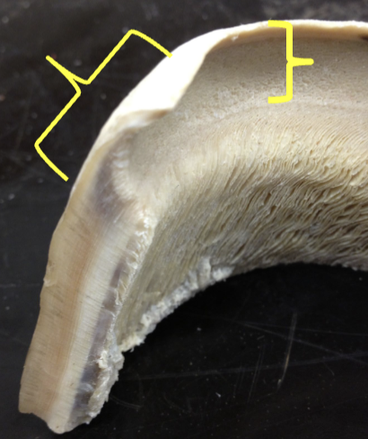 <p>what is the yellow</p>