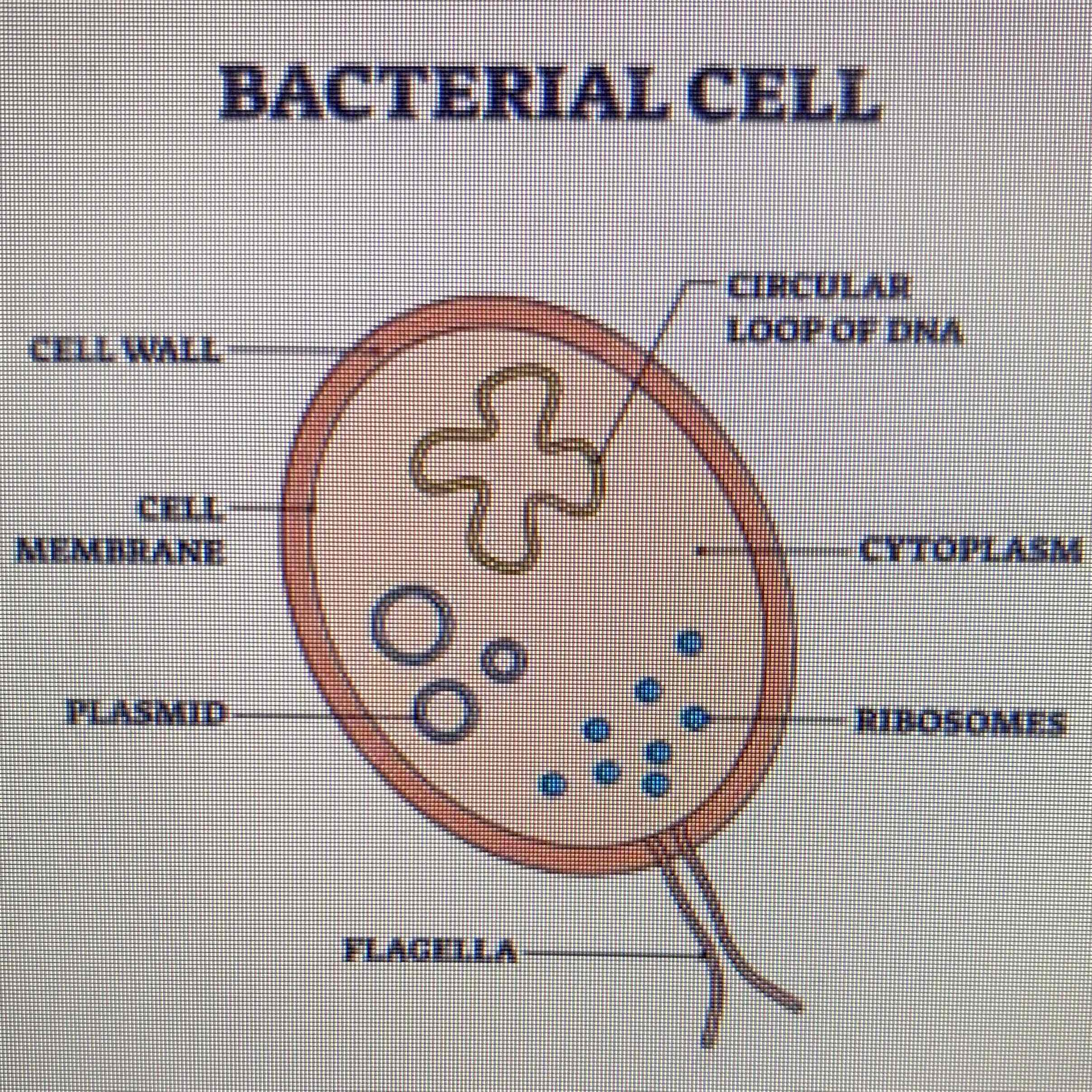 <p>See Image:</p><p>Loop of DNA - Genetic Material - They don’t have a proper nucleus so it floats freely.</p><p>Plasmids - Small rings of DNA.</p><p>Flagella - Used to move the bacteria.</p>