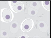 <p>identify CT</p>