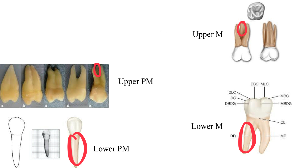<p>Upper molars- palatine</p><p>Lower molar- distal&nbsp;</p><p>Upper premolar- palatine&nbsp;</p><p>Lower premolar- single&nbsp;</p>