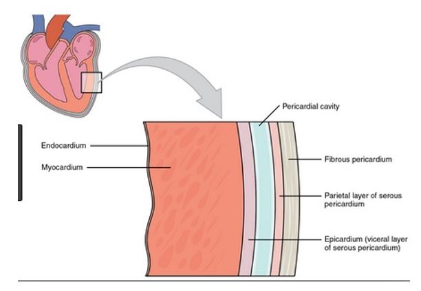 <p>c) epicardium</p><p><em>To explain</em>:</p><p>The wall of the heart consists of <u>three layers</u>:</p><p>the <mark data-color="green"><strong><em>epicardium (external layer),</em></strong></mark></p><p><mark data-color="green"><strong><em>the myocardium (middle layer),</em></strong></mark></p><p><mark data-color="green"><strong><em>the endocardium (inner layer)</em></strong></mark>.</p><p>The epicardium is the <u>thin</u>, <u>transparent</u> outer layer of the wall and is composed of <u>delicate connective tissue</u>.</p>